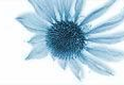blue echinacea