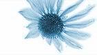 blue echinacea